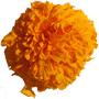 annexepetitsspectateurs_cie_songes